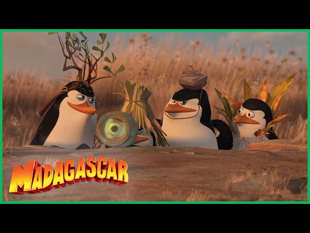 DreamWorks Madagascar em Português |  Os Pinguins Compilação  | Desenhos Animados