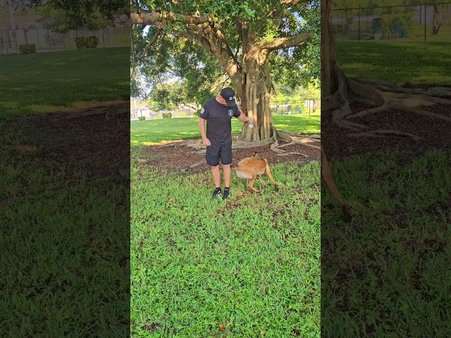 Training "orbit"and "spin " with a Belgian malinois .# dogtraining #dogtricks #funny #dog