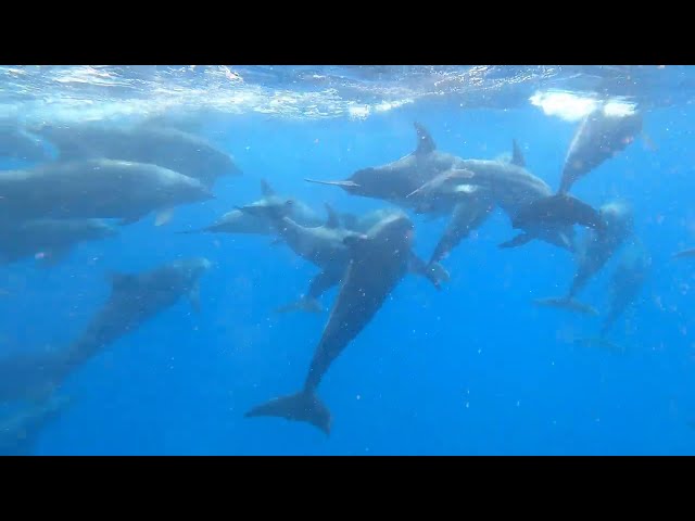 Swimming with #dolphins in #zanzibar