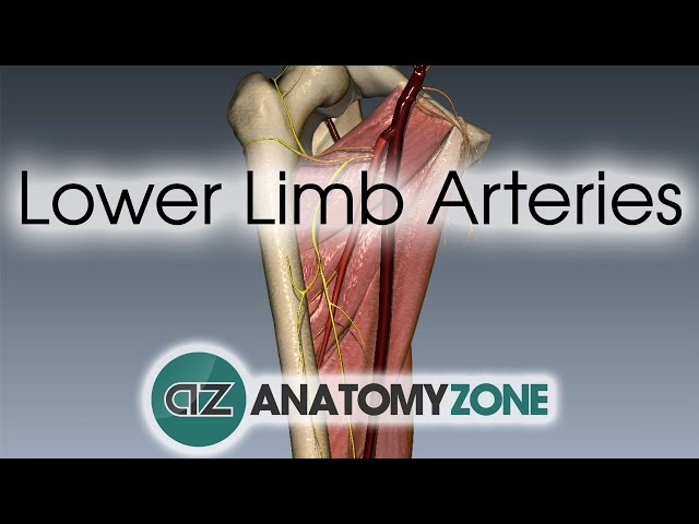 Lower Limb Arteries Overview - 3D Anatomy Tutorial