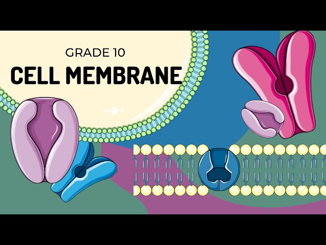 THE CELL MEMBRANE | Easy to understand structure