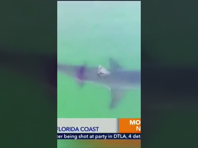 Cocaine Sharks In Florida... Scientists Investigating After Sharks Seen Ingesting Cocaine In Florida