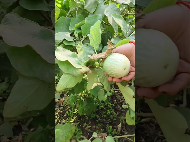 Brinjal lawn our garden#vegetable#gardening