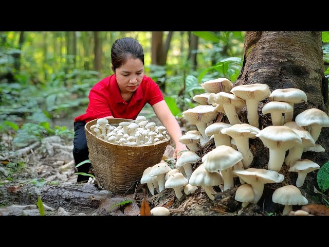 Lucky Woman Harvesting Most Delicious Wild Mushroom  & Go To Market Sell 🍄💵 Foraging in the Forest