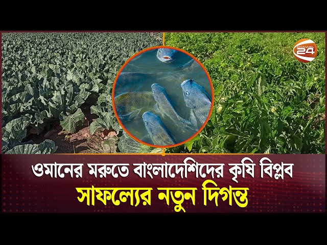 ওমানের মরু ঢাকা পড়েছে বাঙালিদের সবুজ ফসলে | Oman Agriculture | Channel 24