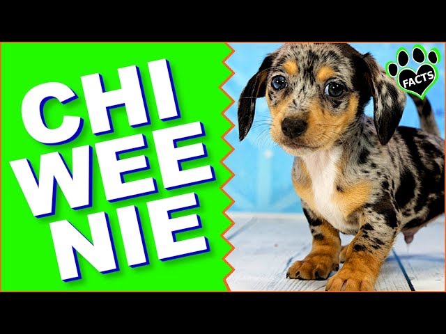 Chiweenie Dogs 101 - Chihuahua Dachshund Mix Designer Dog