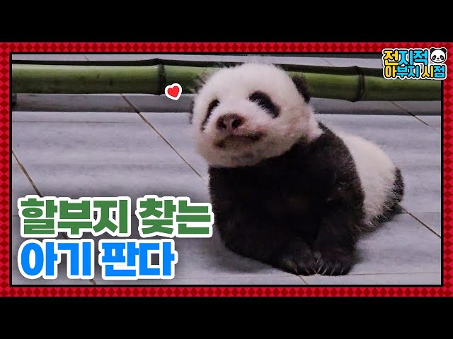 (SUB) Fubao's Twin Younger Sister Pandas Looking For Zookeeper🐼│ Panda World