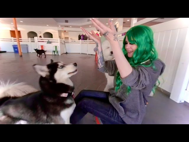 VR180 3D Indoor Dog Park - Barx Parx Las Vegas Happy Hour St Pattys Day 2022