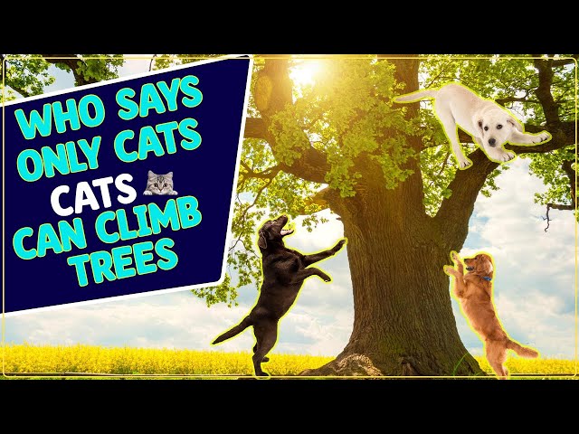 CRAZY AWESOME! Yellow Lab climbs a tree! MUST SEE!