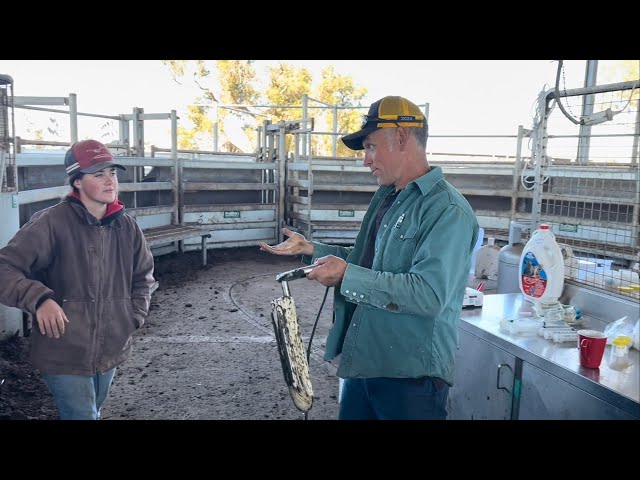 How to Collect over 1000 Semen Straws in One Go from One Hell (of a Time) of a Bull!