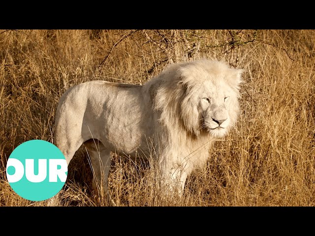 Extraordinary Animals - Episode 3 (4K Documentary) | Our World