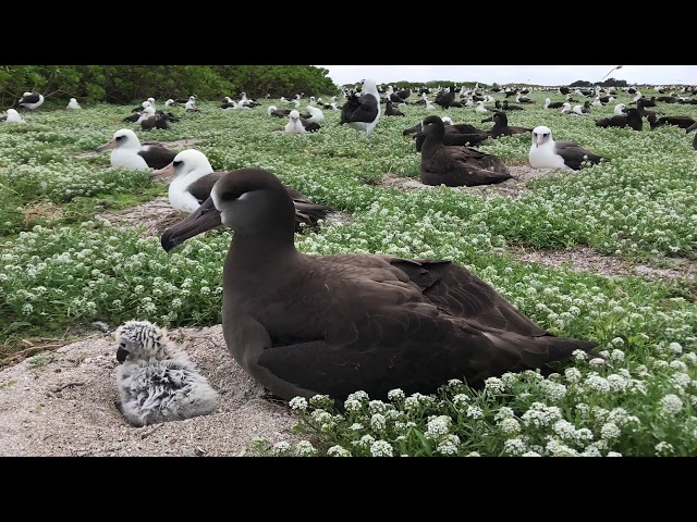 Black-footed albatross parent and its chick