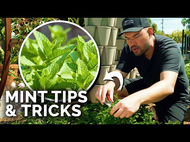 How to Grow TONS of Mint (And Not Let it Take Over)