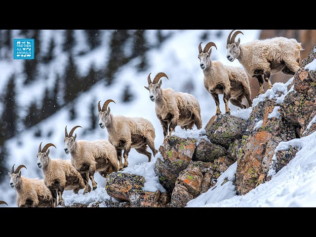 Experience the MAGIC of Winter Wonderland and Snowy Mountain Goats