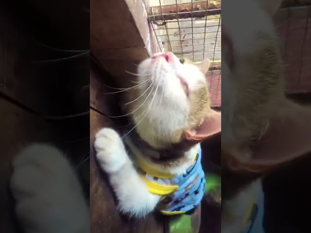 Sống kiểu dị hợm 🥶 shorts #videocuahanh #cat #funny #meo #pets