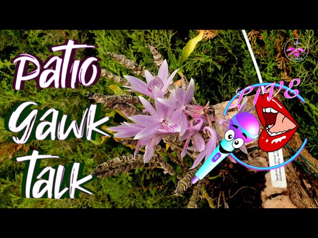 Patio Tour July 2024 | Catch Up Chat | Bring YOUR Orchid News & Let's Gawk & Talk #ninjaorchids