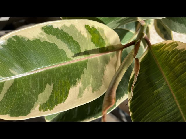 Ficus variegata| Plantas de fácil cuido 5