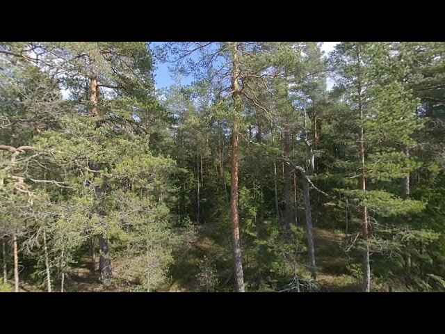 VR 3D 180 - View from a hill in the forest