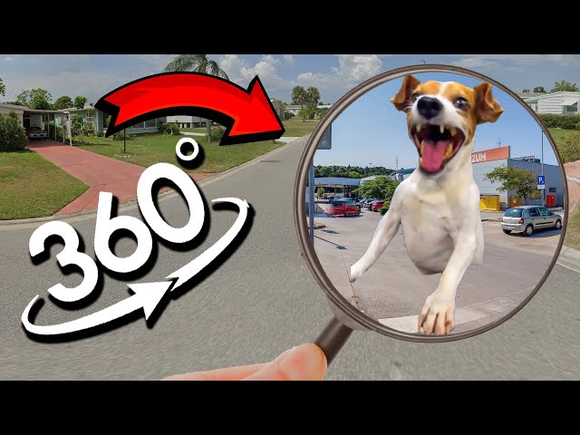 FIND Laughing Dog Meme | Laughing Dog Finding Challenge 360º VR Video