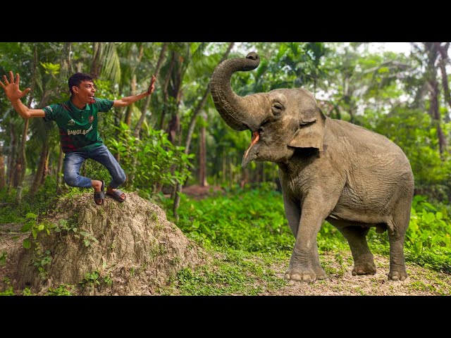 Elephant Attack On Village Boy In Forest Road | Elephant Attack Video | Fun Made Movie Part 36