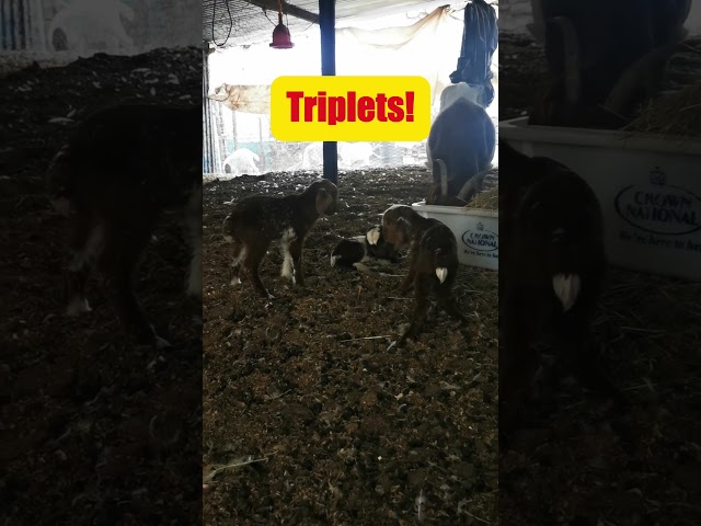 🐐 Triplets Born! This Mama Goat Just Had 3 Babies! 😍🍼