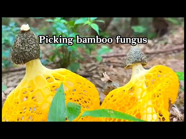 Picking bamboo fungus#picking#fruit#vegetable#rural life#satisfying #farming #naturerurallife