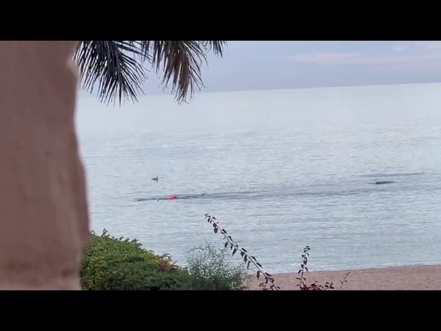 Swimming with Dolphins in San Carlos, Mexico