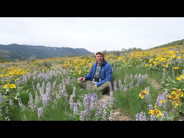 Common Flowers of the Methow Valley: Balsamroot