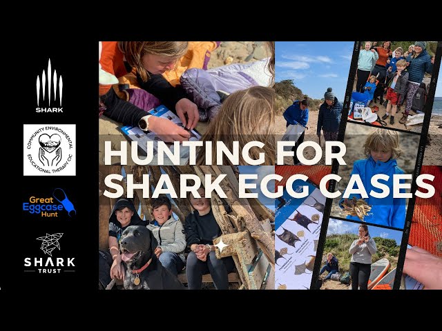 Hunting for Shark Egg Cases with CEET and The Shark Trust