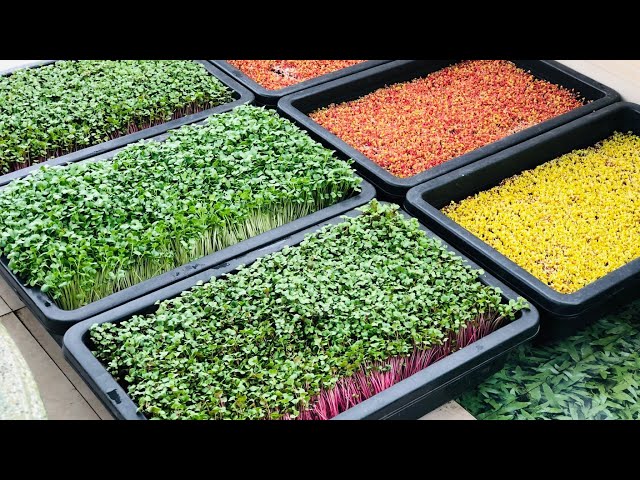 The Most Standard Way to Grow Sprouts with 100% Success