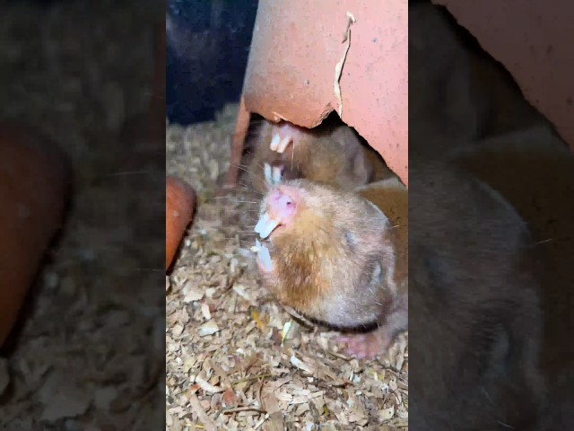 Adorable Moles Chatter Their Teeth While Munching on a Carrot #wow #beautiful #shorts #beauty #mole