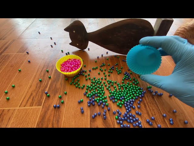 Funny Cat Vasj and Barsik  Marbles Domino Reverse Video more