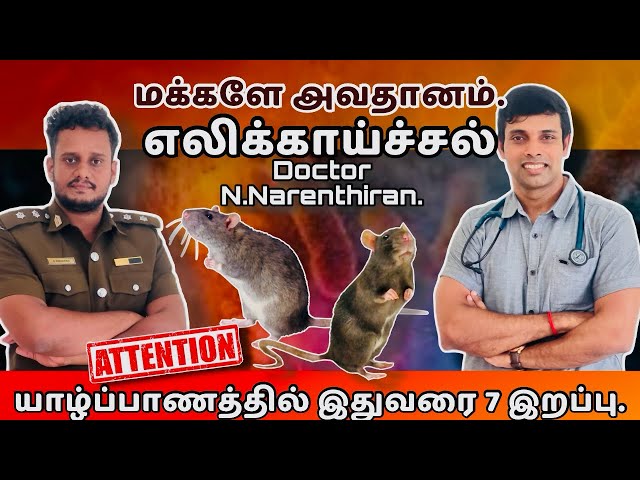 எலிக்காய்ச்சல் பற்றி வைத்தியர் கூறிய அதிர்ச்சி தகவல்கள் 😱| Leptospirosis | Rat fever jaffna 🇱🇰