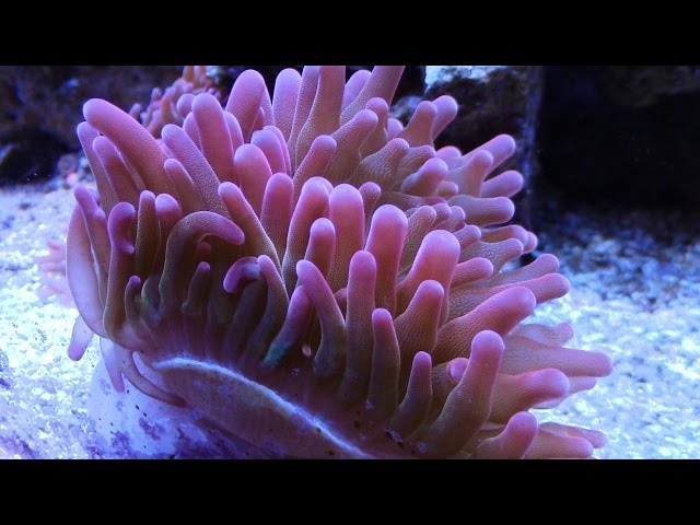 HOW TO FRAG ROSE BUBBLE TIP ANEMONES SALTWATER TANK CORAL REEF UPDATE