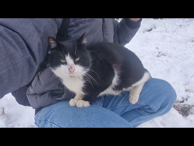 A Cold Street Cat hugs me and asks me to warm him with my clothes.