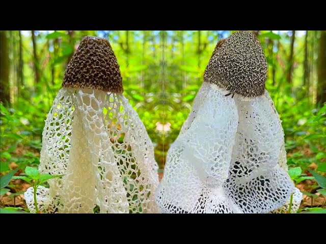 Immersive picking of bamboo fungus#picking##vegetable#rural life#farming#mushroom#satisfying