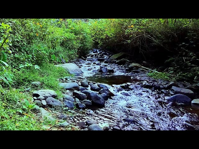 Nature Sounds of a Forest River for Relaxing-Natural meditation music of a Waterfall & Bird Sounds