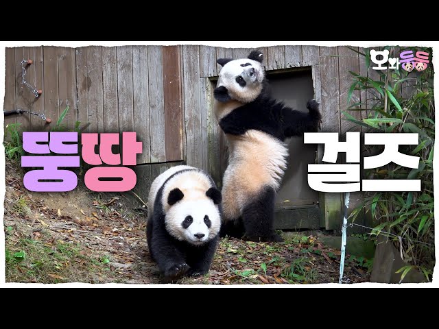 A serious conversation between LeBao and KangBao&Rui and Hui who entered a period of food transition