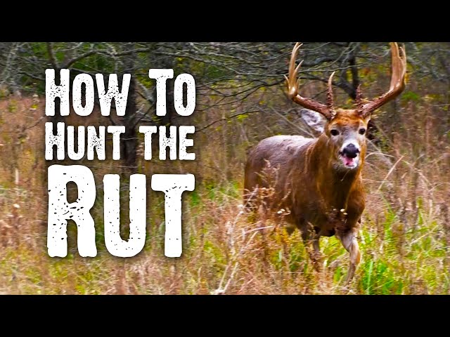 How to Hunt the Rut (842)