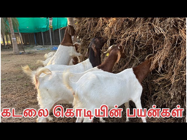 கடலை கொடியின் பயன்கள்|Weight increase upto 5kg per month|PH-9500300061|Aadu valarppu murrai