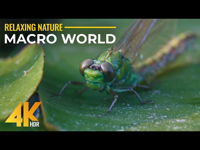 Incredible MACRO WORLD - Insects in 4K HDR - Up-Close Look at Nature's Tiny Wonders