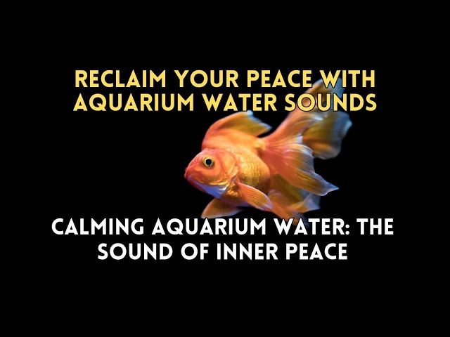 Unwind with the Soothing Sound of Aquarium Water, Aquarium Water Ambience: A Remedy for Stress