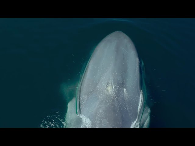 Blue Whales 3D Trailer