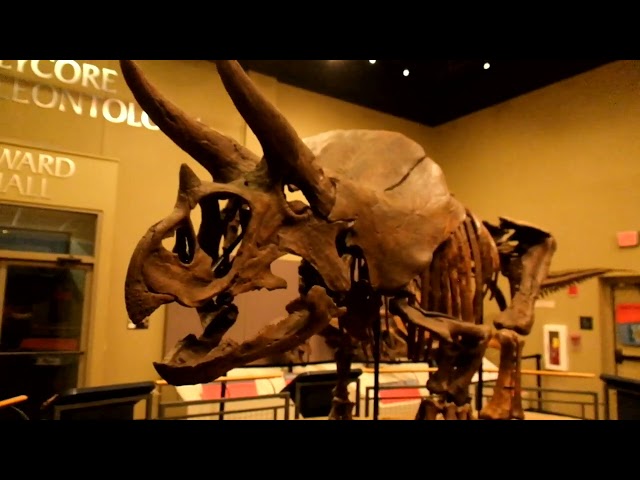 Burpee Museum of Natural History - January 2025