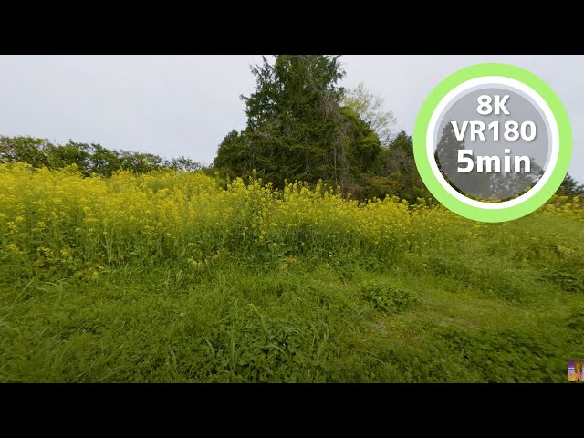 5 Min Meditation Rape flower field in the rain VR180 8K Binaural ASMR