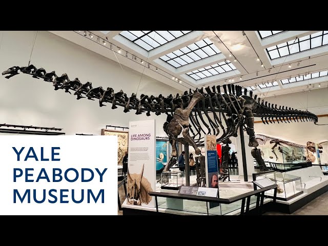 Yale Peabody Museum New Dinosaur Hall Tour!! 2024 Reopening