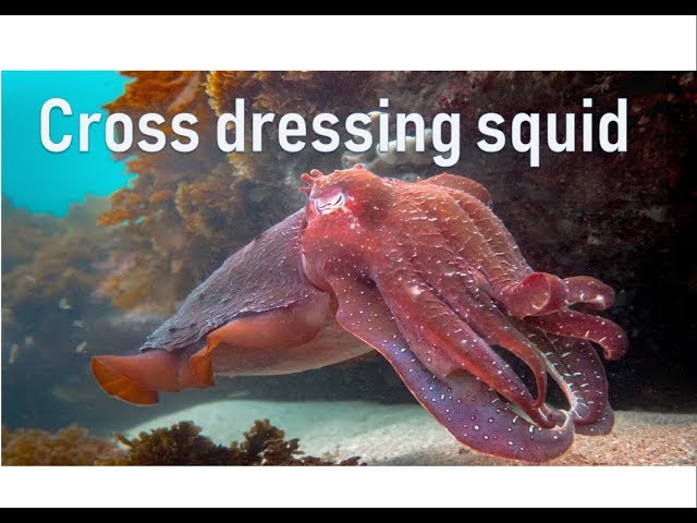 Cross dressing squid