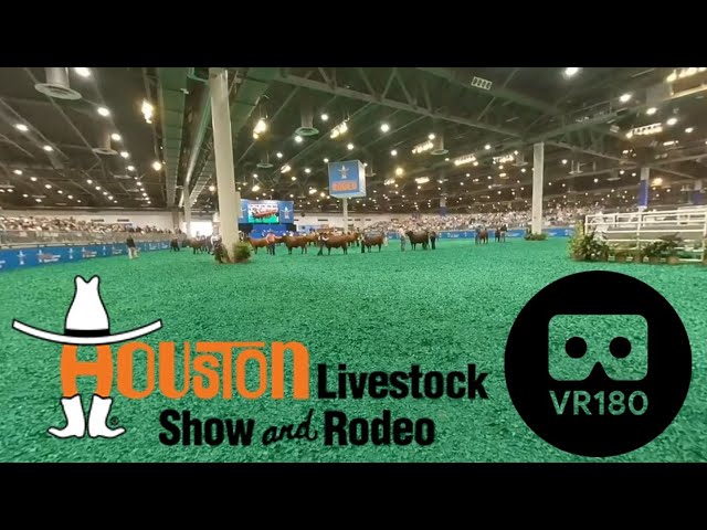 Livestock Auction in VR180 3D 4K, Houston Livestock Show & Rodeo