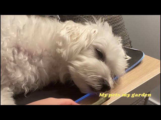 | Dog Dofu is sleeping with one eye open |New York |#funnydogs | Healing | Calm |#My pets my garden|