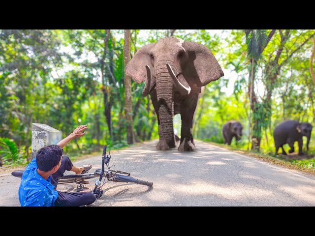 Elephant Attack Cycling Boy In Indian Road | Elephant Attack In Forest Road | Fun Made Movie Part 38